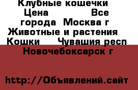 Клубные кошечки › Цена ­ 10 000 - Все города, Москва г. Животные и растения » Кошки   . Чувашия респ.,Новочебоксарск г.